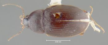 Media type: image;   Entomology 35414 Aspect: habitus dorsal view